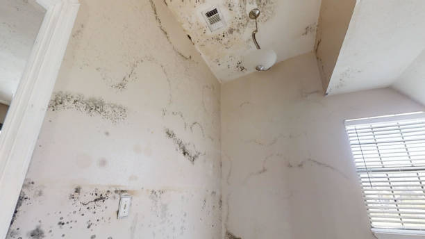 Best Environmental Consulting for Mold Prevention  in Chapel Hill, NC