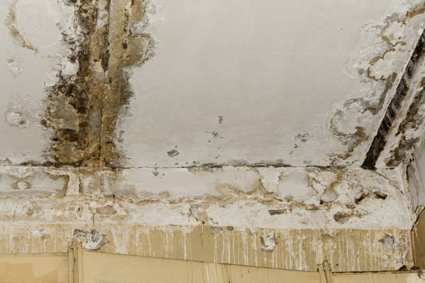Reliable Chapel Hill, NC Mold Removal Solutions