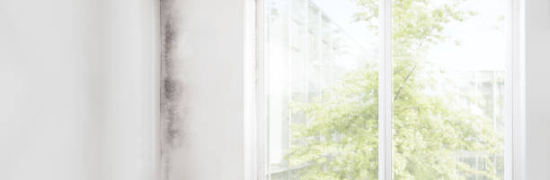 Mold Documentation for Insurance Claims in Chapel Hill, NC