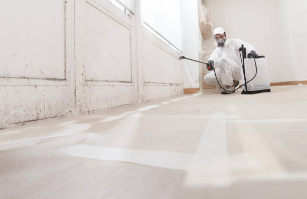 Best Mold Odor Removal Services  in Chapel Hill, NC